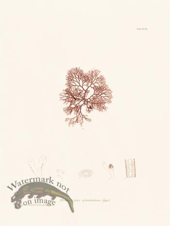 Bradbury Seaweed 099